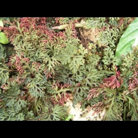 Selaginella erythropus (fam. Selaginellacees) (Du Costa Rica a la Bolivie) (4)